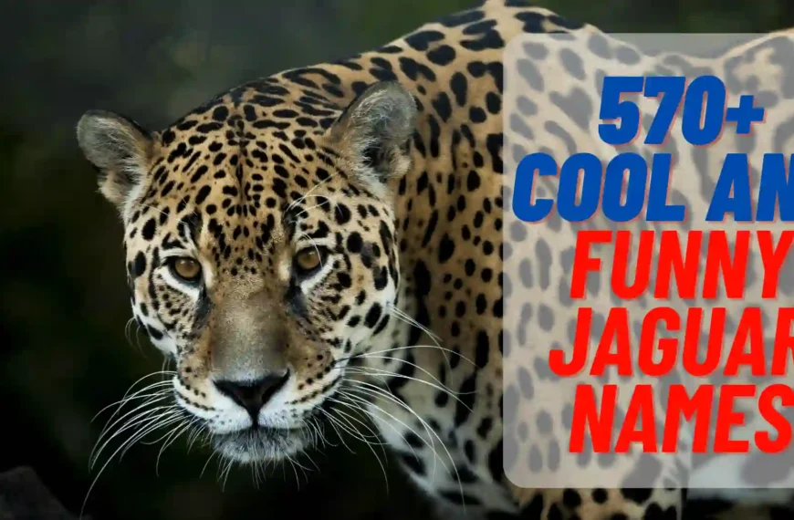 570+ Cool And Funny Jaguar Names | Name Generator (2024)