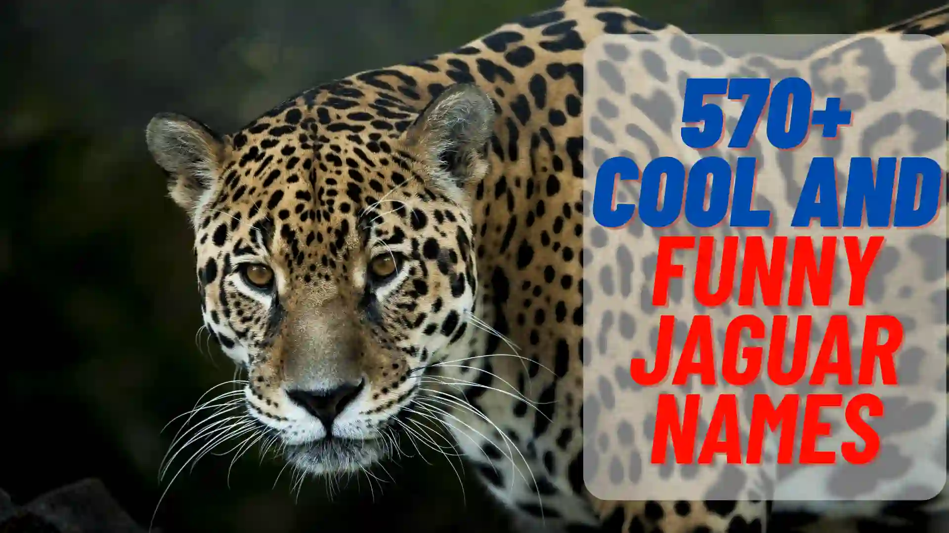 COOL AND FUNNY JAGUAR NAMES