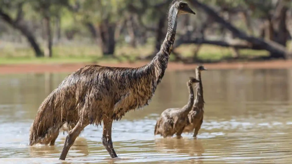 baby emu names