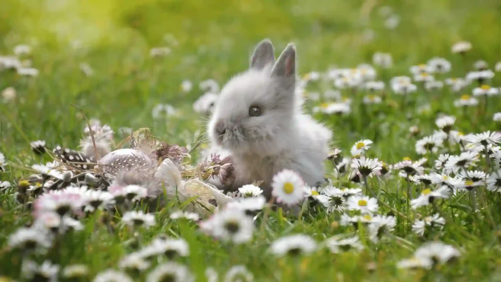 570+ Cool And Funny rabbit Names 2024