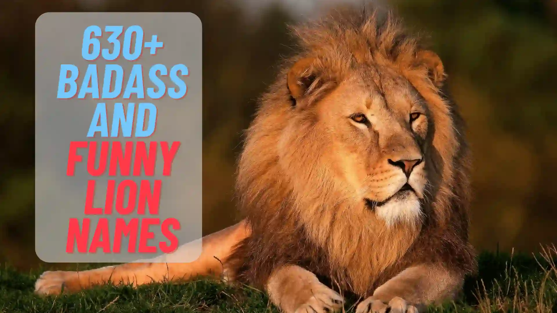 630+ Cool And Funny Lion Names