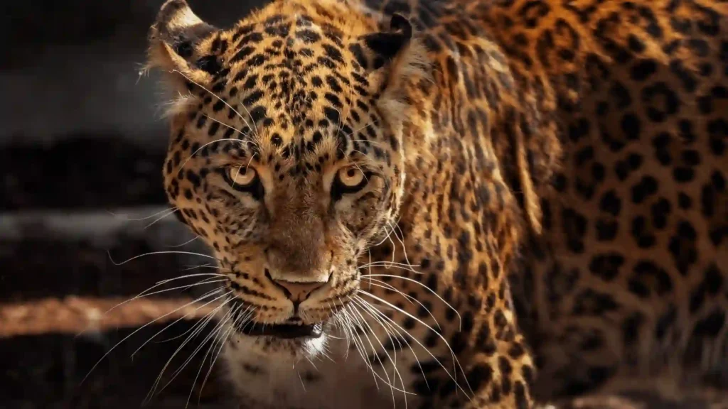 badass jaguar names