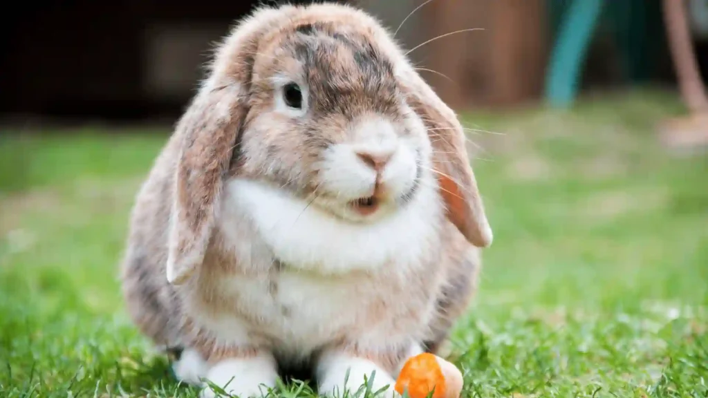 570+ Cool And Funny Rabbit Names 2024