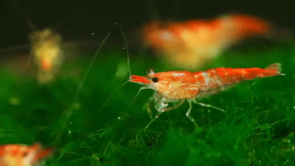 430+ Cute And Funny Shrimp Names 