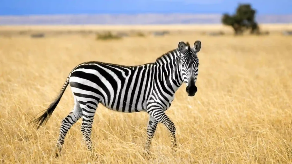 530+ Cool And Funny Zebra Names (2024)