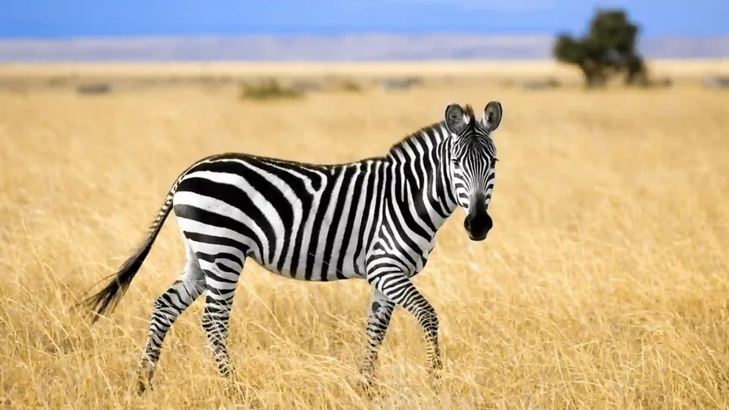 Zebra Name Generator