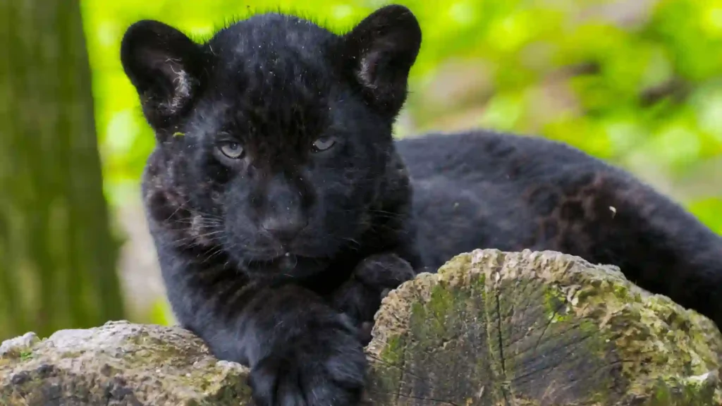 black jaguar names