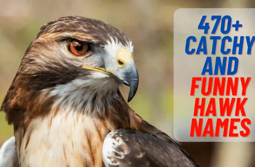 470+ Catchy And Funny Hawk Names