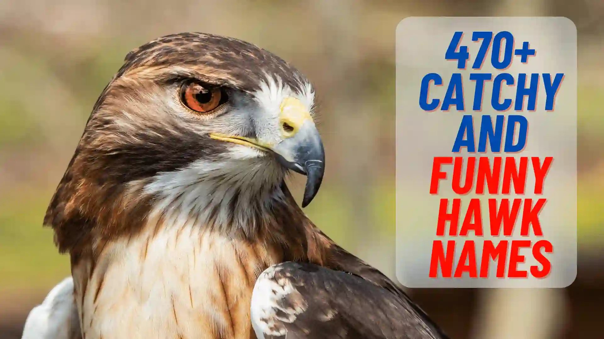 470+ Catchy And Funny Hawk Names