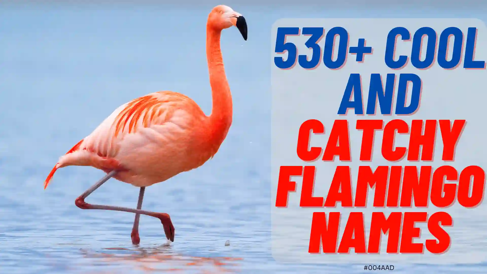 Cool And Catchy Flamingo Names 2024