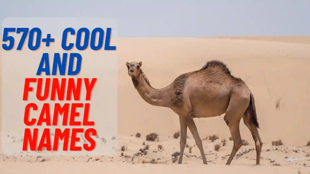 570+ Cool And Funny Camel Names 2024