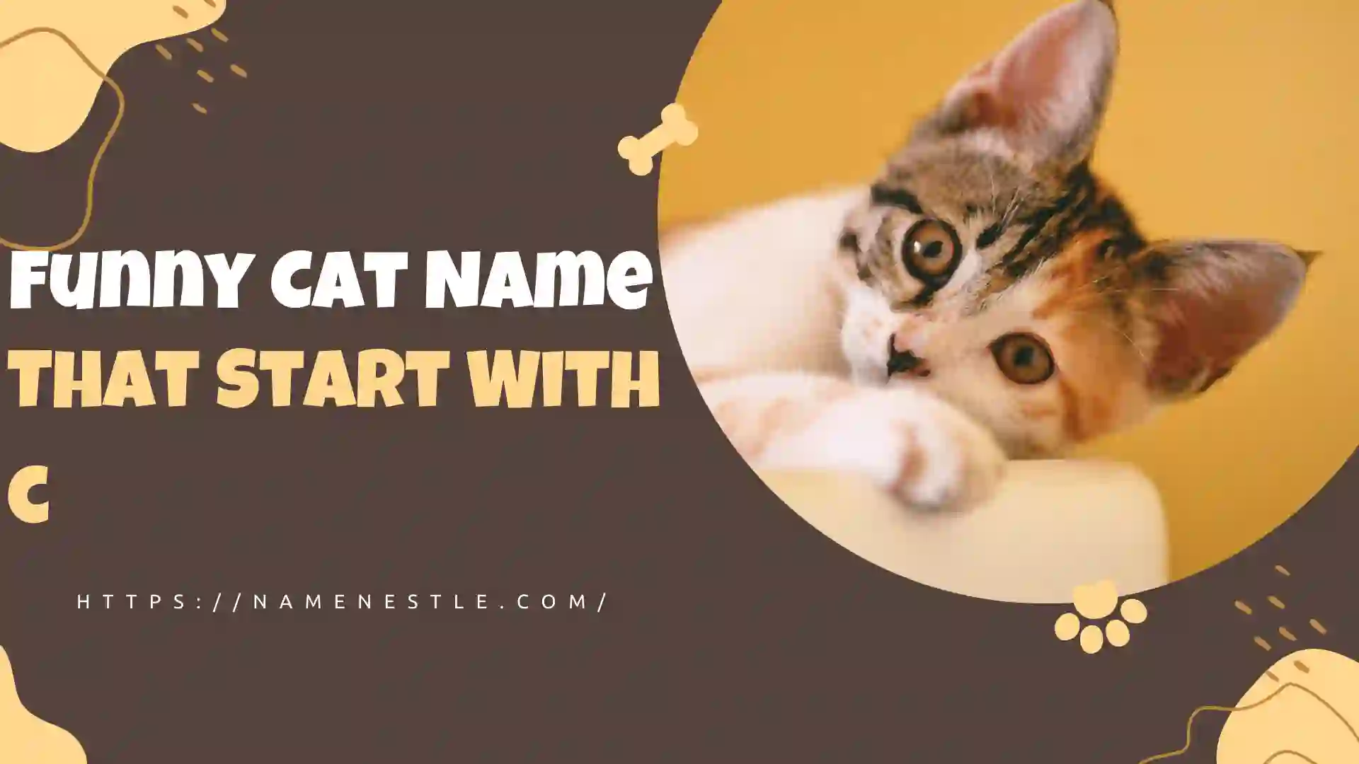 Cool And Funny Cat Names Starting With C