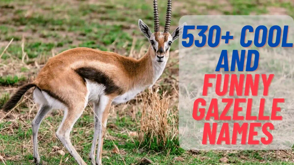Cool And Funny Gazelle Names