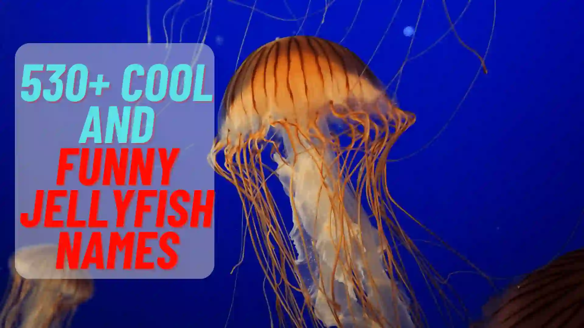 Cute and Funny Jellyfish Name