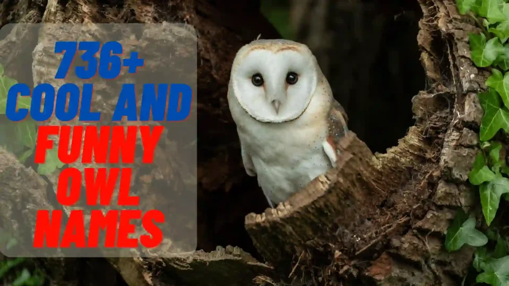 Cool and Funny Owl Names 