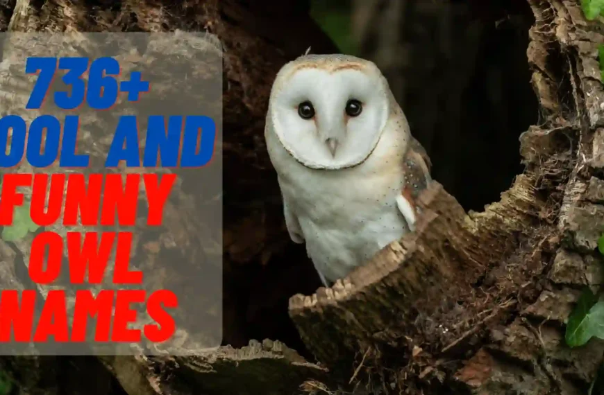 Cool and Funny Owl Names