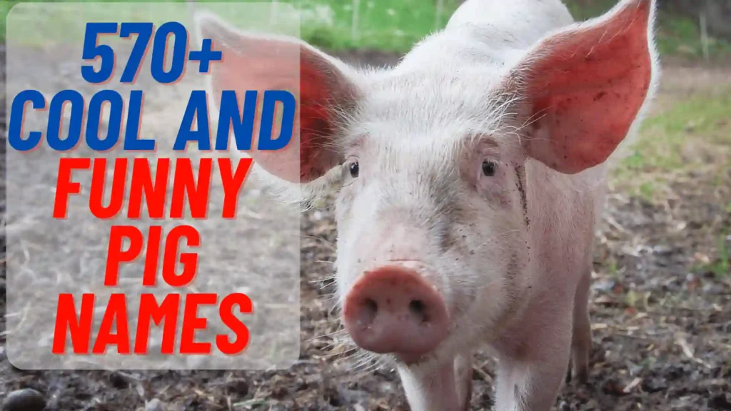 570+ Cute And Funny Pig names