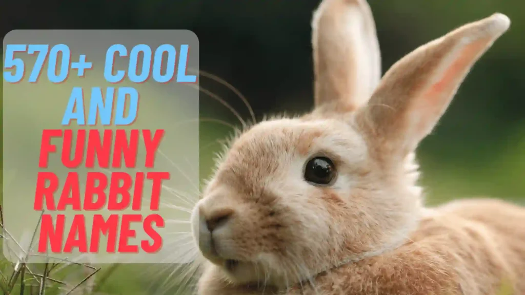 570+ Cool And Funny Rabbit Names 2024