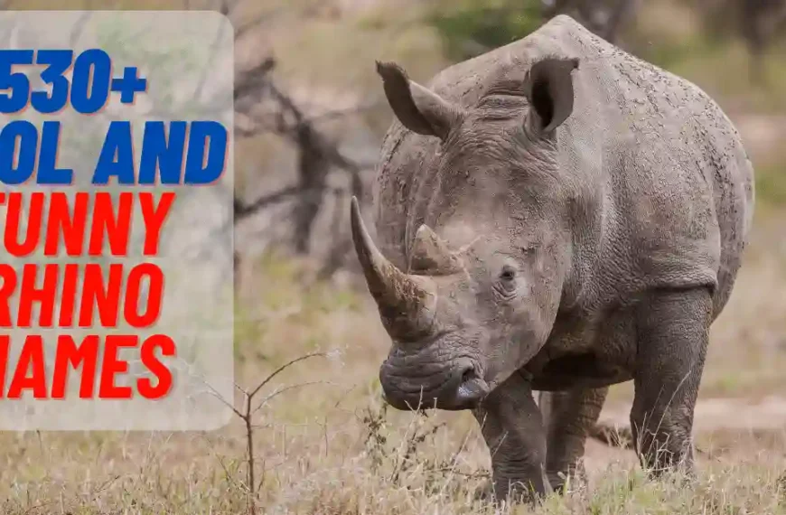 530+ Cool And Funny Rhino Names