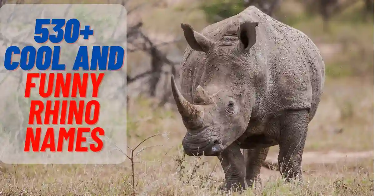 530+ Cool And Funny Rhino Names