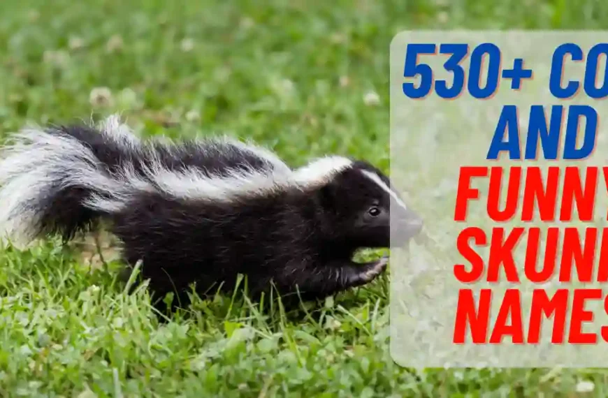 530+ Cool And Funny Skunk Names For Your Dude Pet 2024