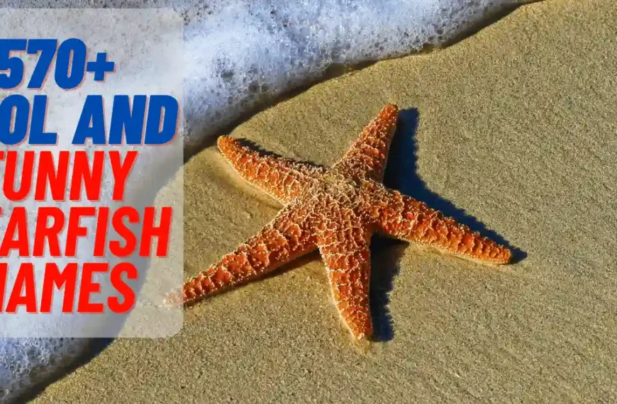 Cool And Funny Starfish Names