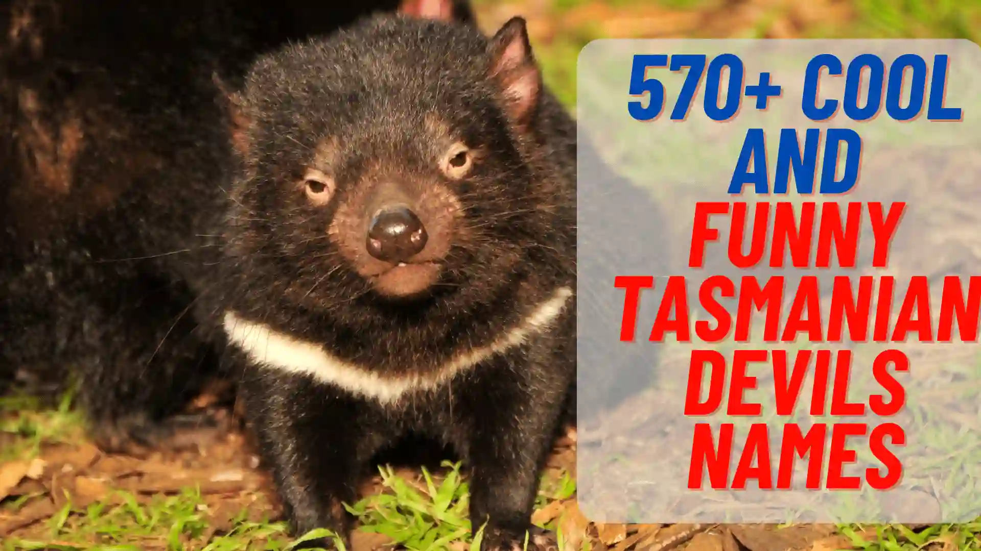 cool and funny tasmanian devil names