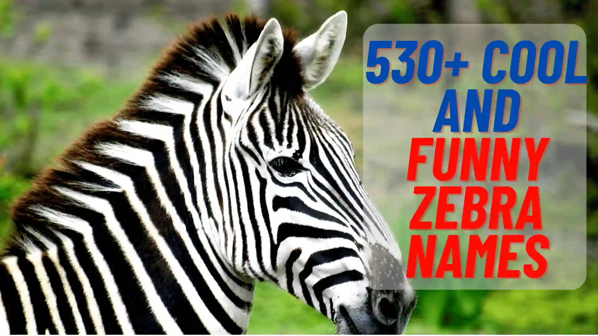 530+ Cool And Funny Zebra Names 2024 (+Generator)