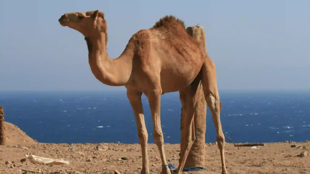 570+ Cool And Funny Camel Names 2024