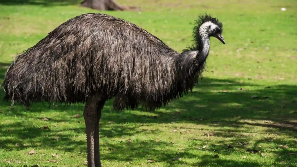 cool emu names