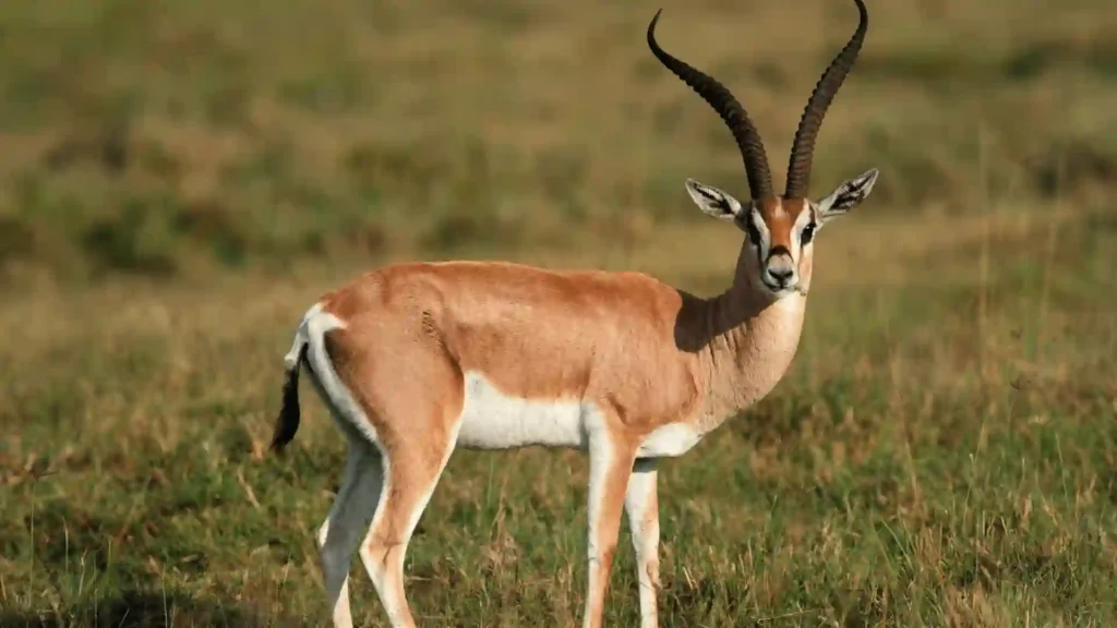 Cool And Funny Gazelle Names