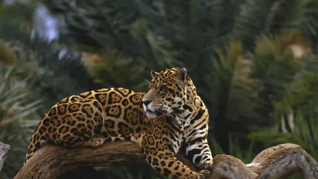 cool jaguar names