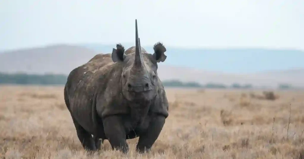 530+ Cool And Funny Rhino Names