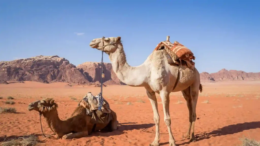 couple camel names