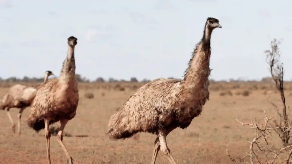 couple emu names