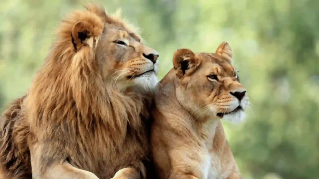 couple lion names