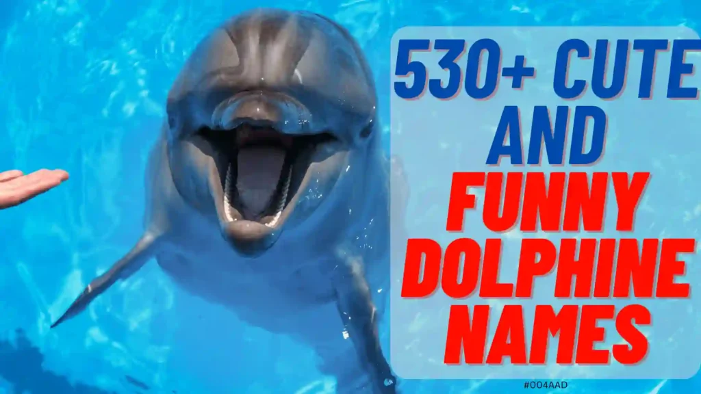 Cute And Funny Dolphin Names 2024 (+Generator)
