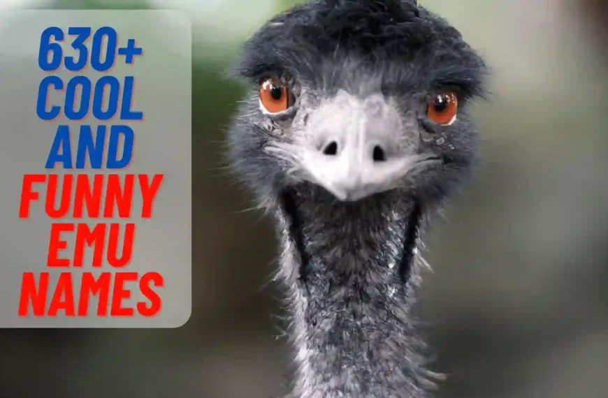 Cute And Funny Emu Names