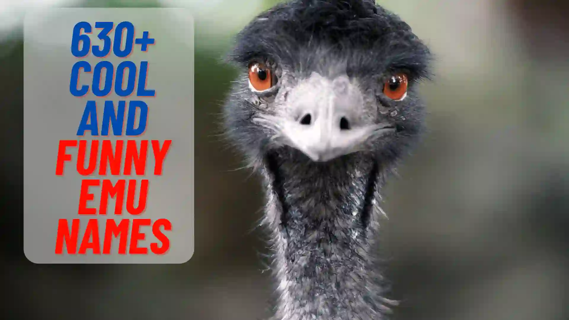 Cute And Funny Emu Names