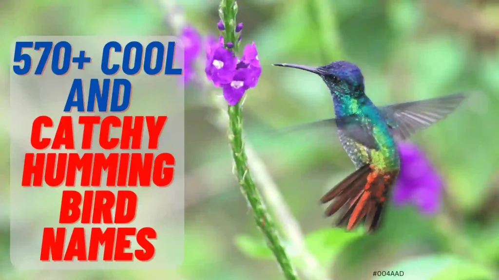 cute and funny hummingbird names