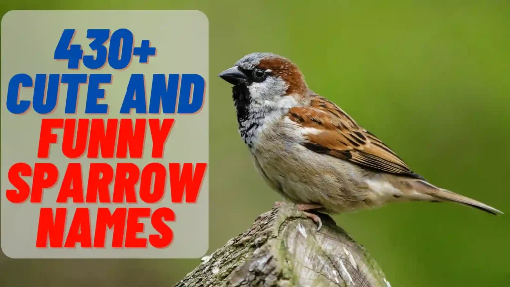 cute and funny sparrow names