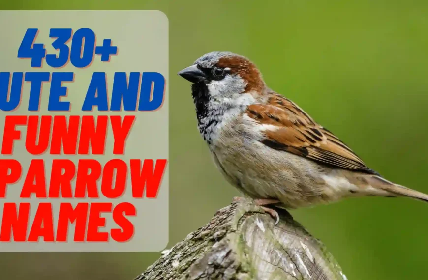 430+ Cute and Funny Sparrow Names 2024 (+Generator)