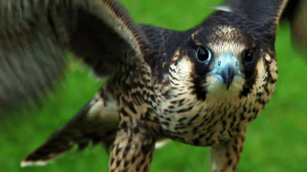 cute hawk names