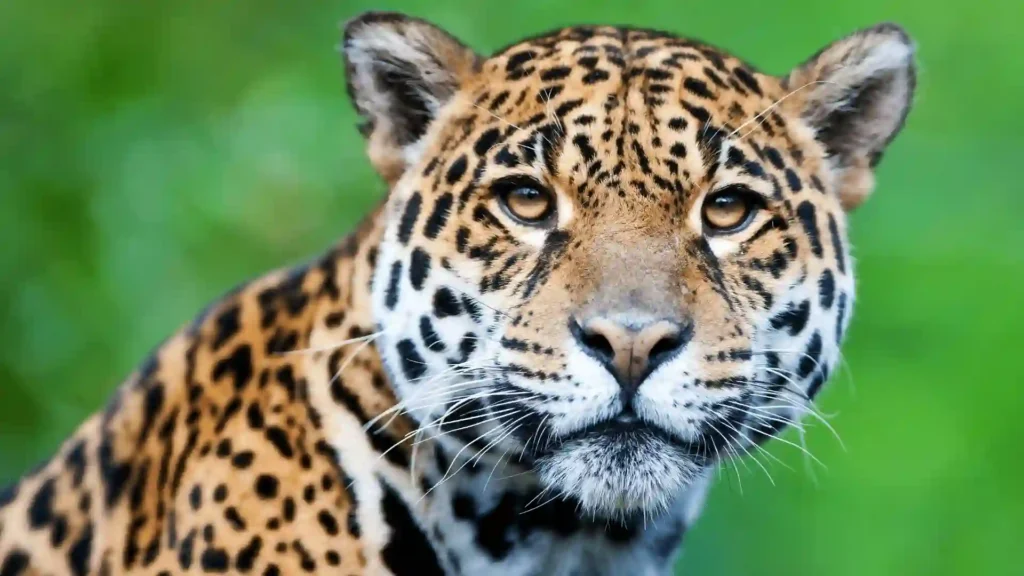 cute jaguar names