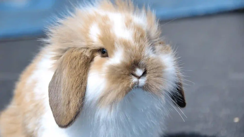 570+ Cool And Funny rabbit Names 2024