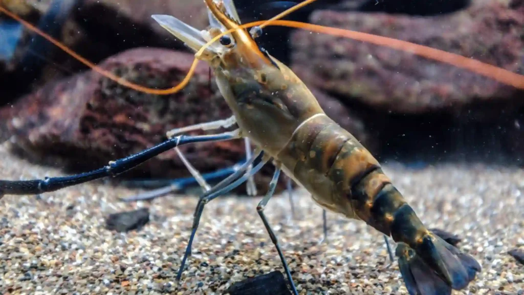 430+ Cute And Funny Shrimp Names 2024 (+Generator)