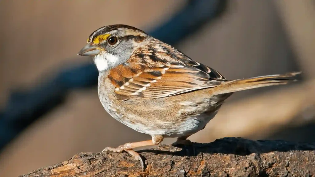 cute sparrow names