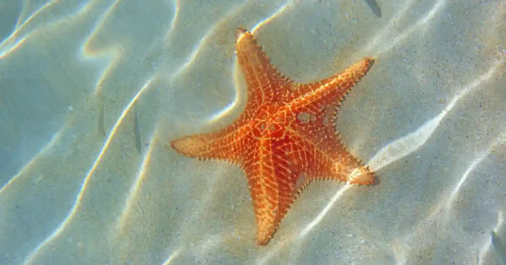 cute starfish names