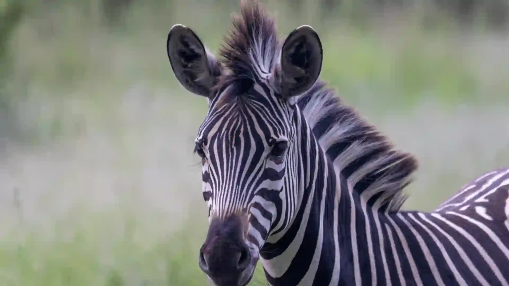 530+ Cool And Funny Zebra Names (2024)