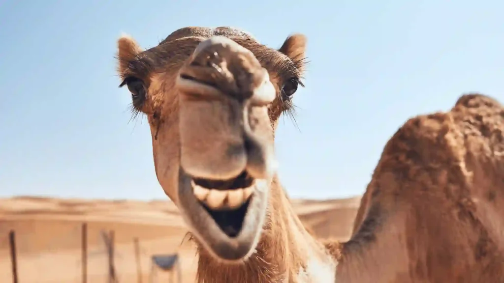 570+ Cool And Funny Camel Names 2024
